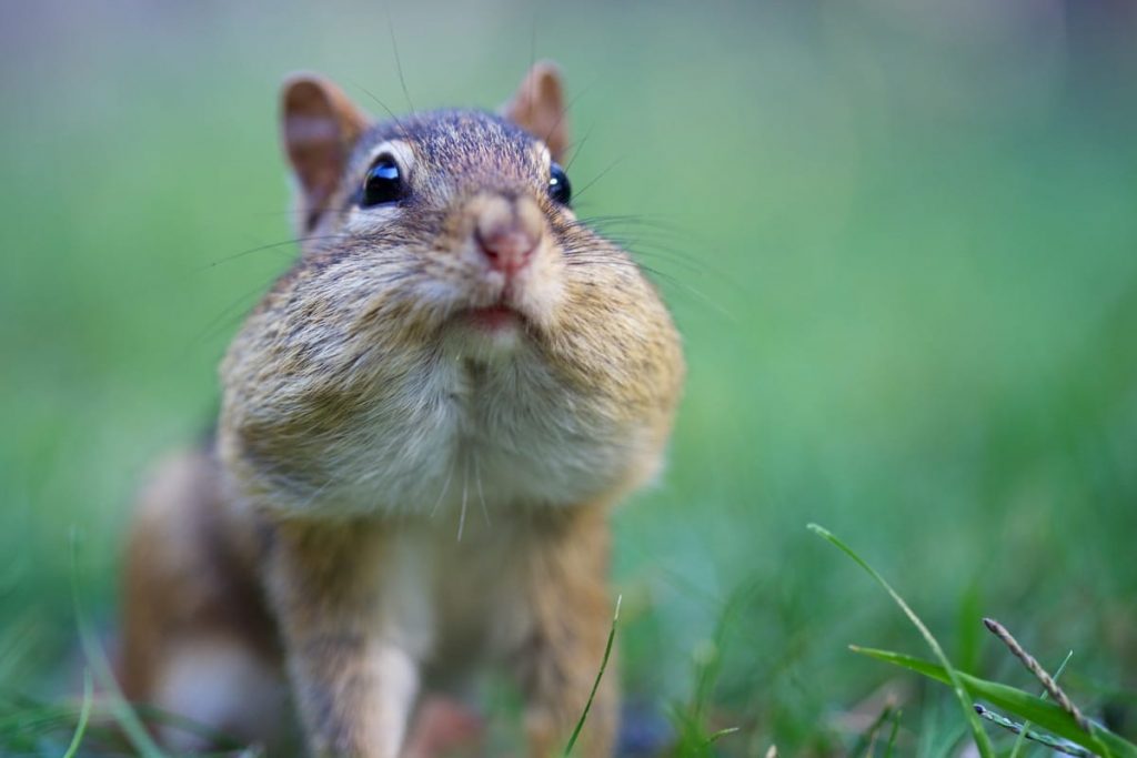 Facelift Avoid Chipmunks Cheeks