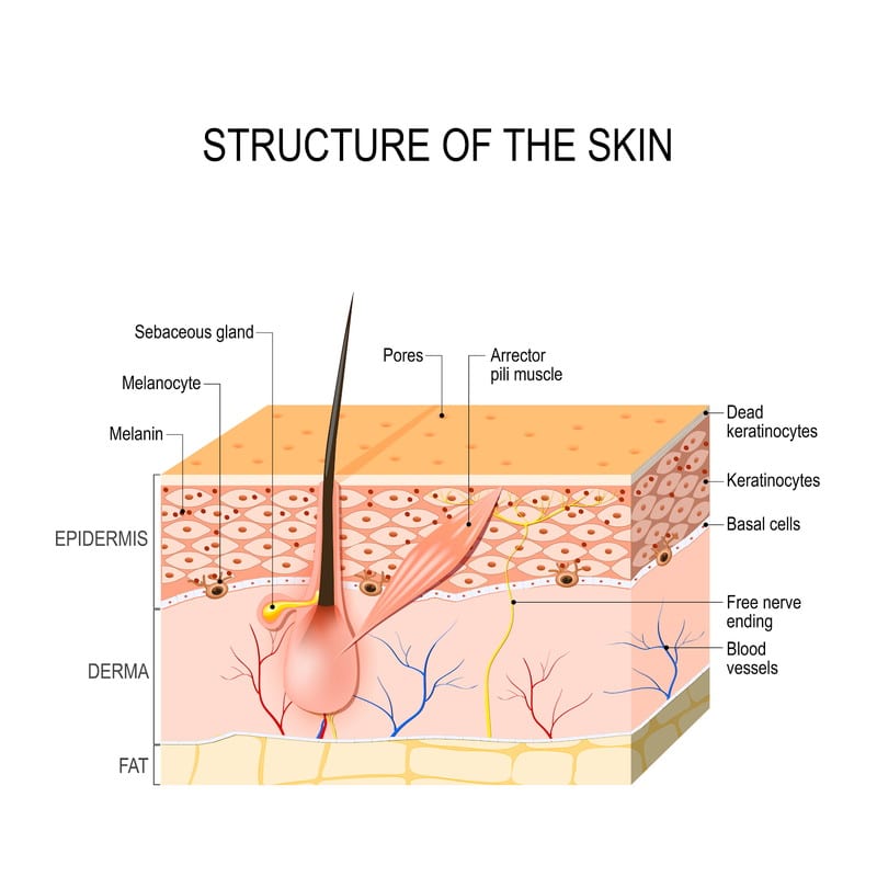 Skin Structure